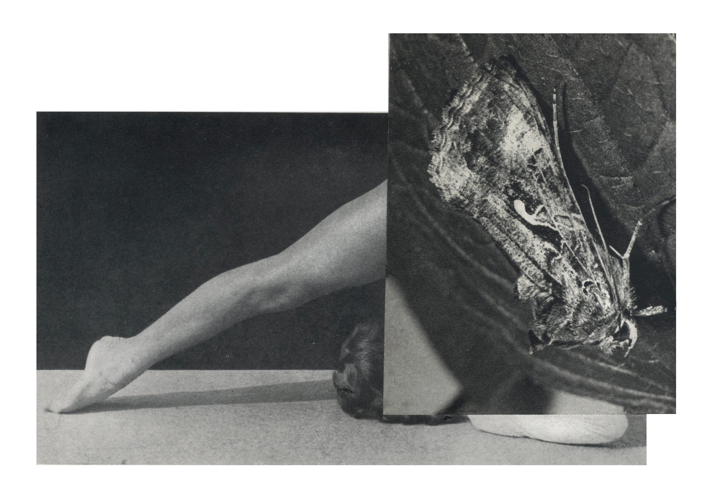 Cecilia Bonilla 'Between Animals and Trees 14' 2020 Collage on card 21x29.7cm