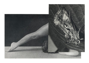 Cecilia Bonilla 'Between Animals and Trees 14' 2020 Collage on card 21x29.7cm