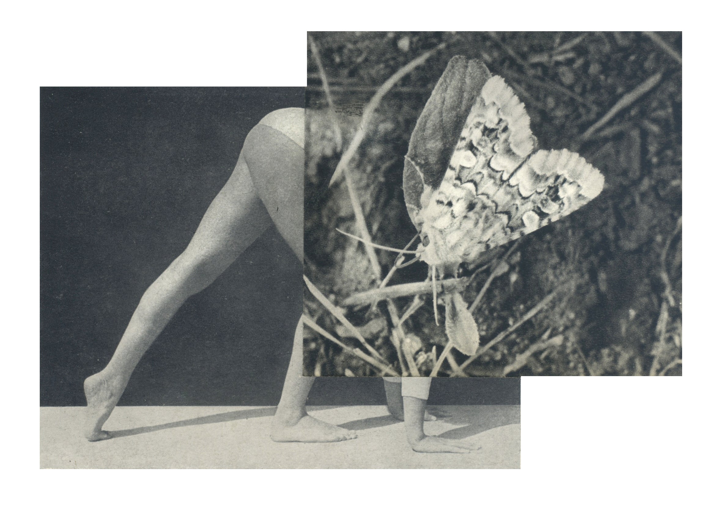 Cecilia Bonilla 'Between Animals and Trees 15' 2020 Collage on card 21x29.7cm