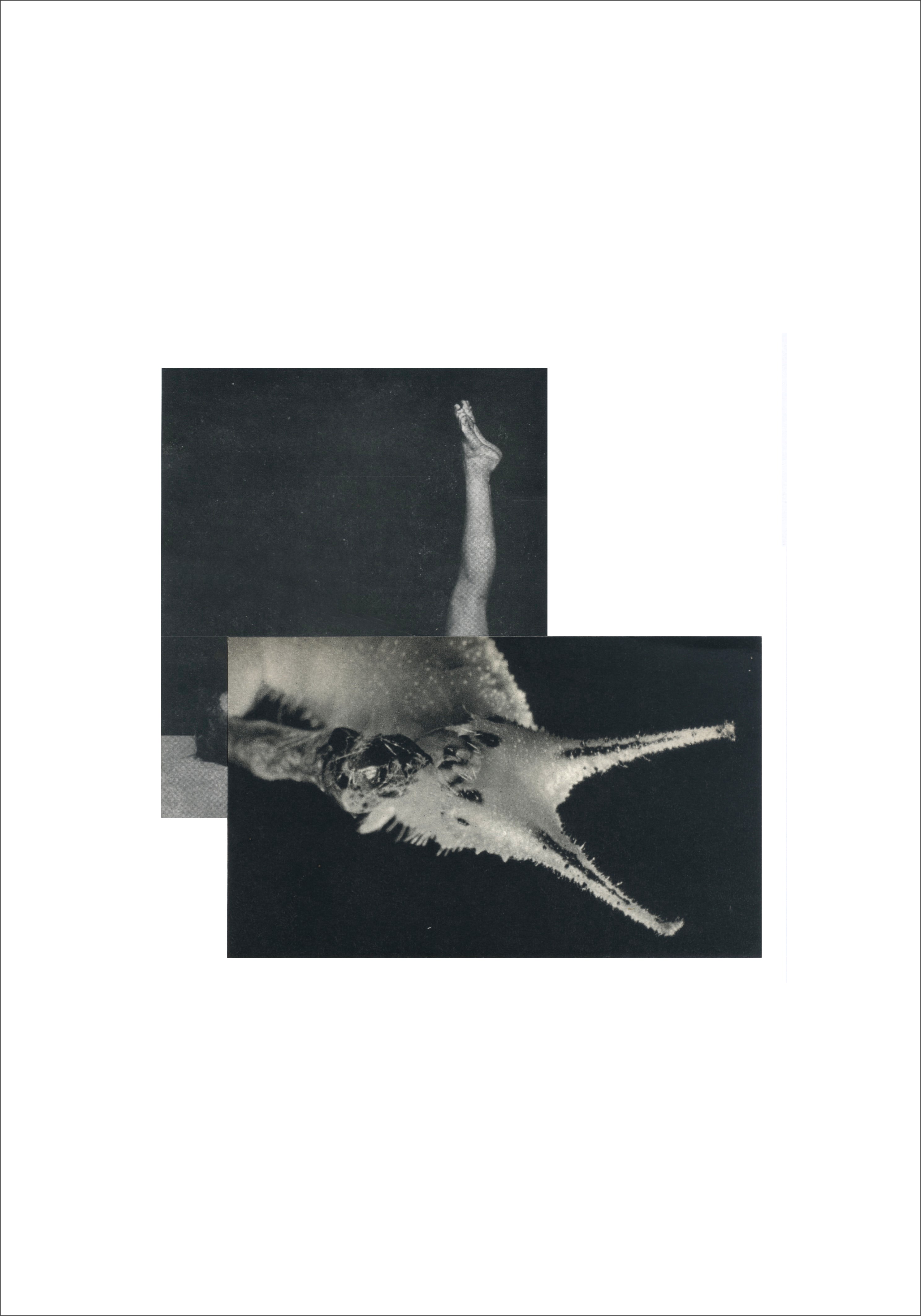Cecilia Bonilla 'Between Animals and Trees 6' 2020 Collage on card 29.7x21cm