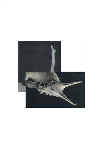 Cecilia Bonilla 'Between Animals and Trees 6' 2020 Collage on card 29.7x21cm